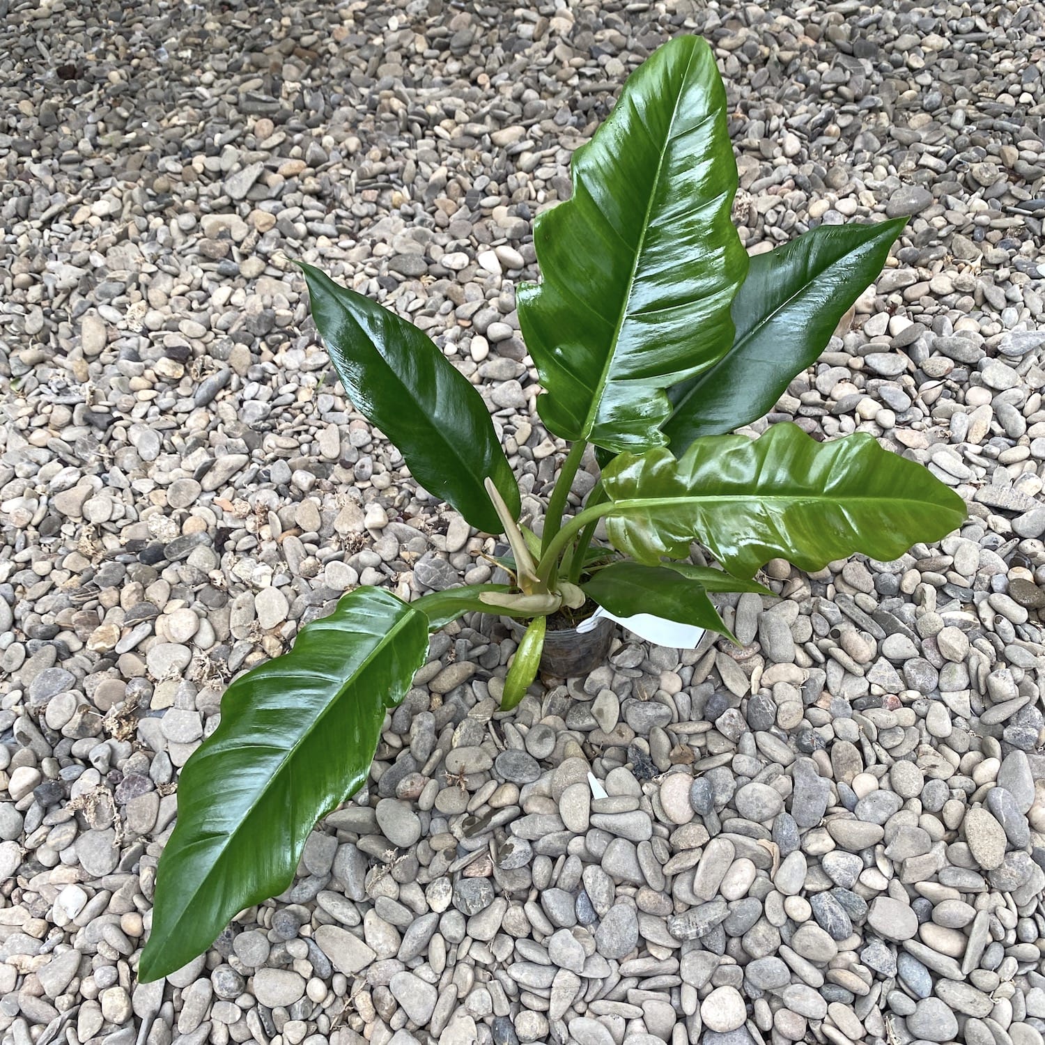 Philodendron crocodile
