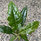 Philodendron crocodile