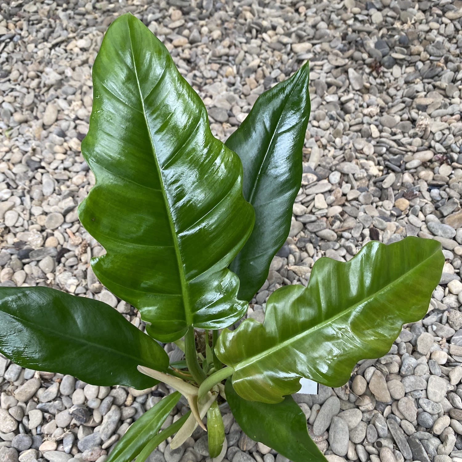 Philodendron crocodile