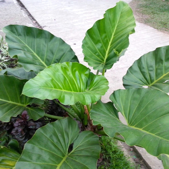 Philodendron giganteum