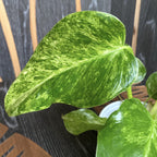 Philodendron giganteum (Variegata) Taïwan