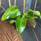 Philodendron giganteum (Variegata) Taïwan