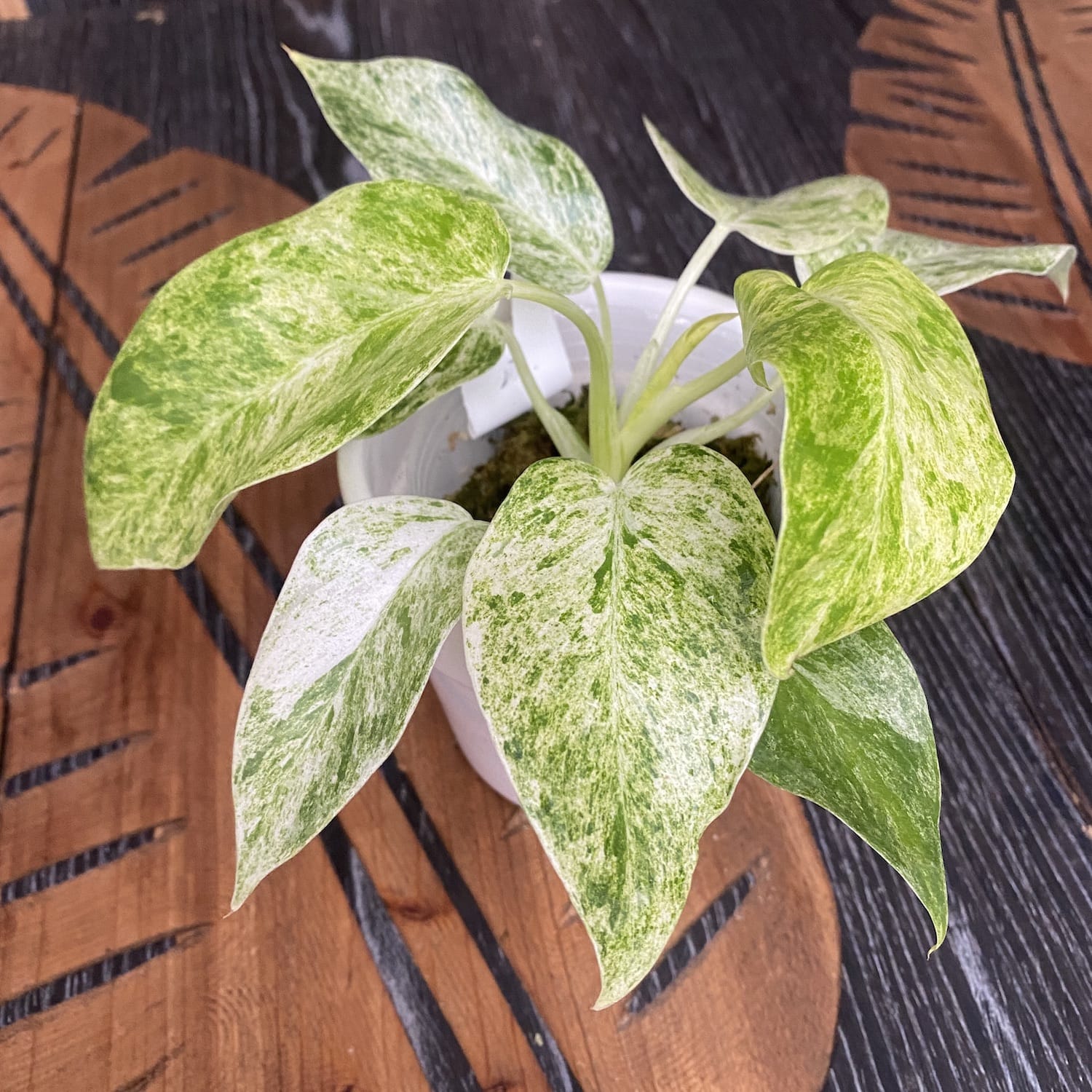 Philodendron giganteum (Variegat) Taiwan