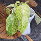 Philodendron giganteum (Variegata) Taïwan