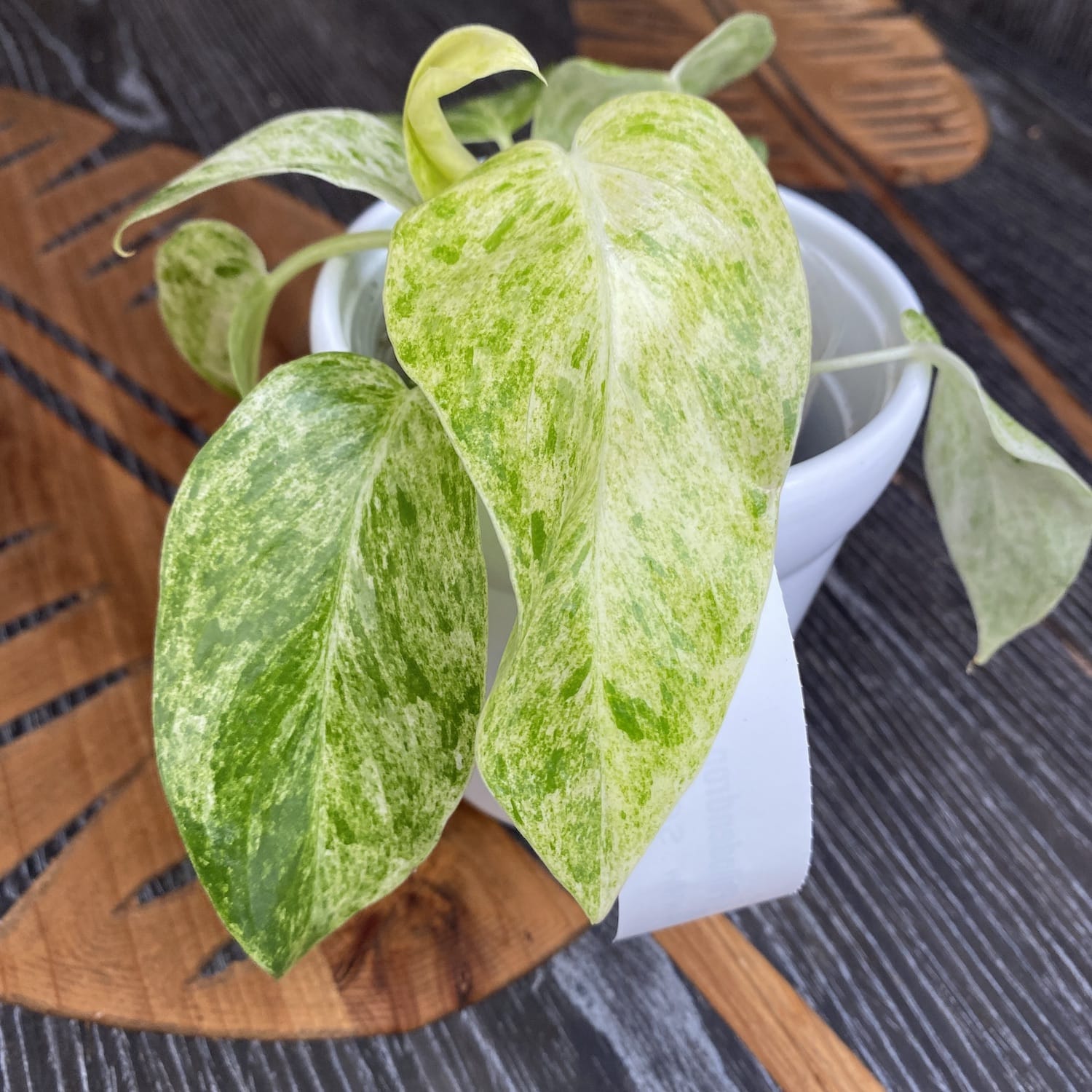 Philodendron giganteum (Variegat) Taiwan