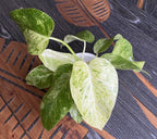 Philodendron giganteum (Variegata) Taïwan