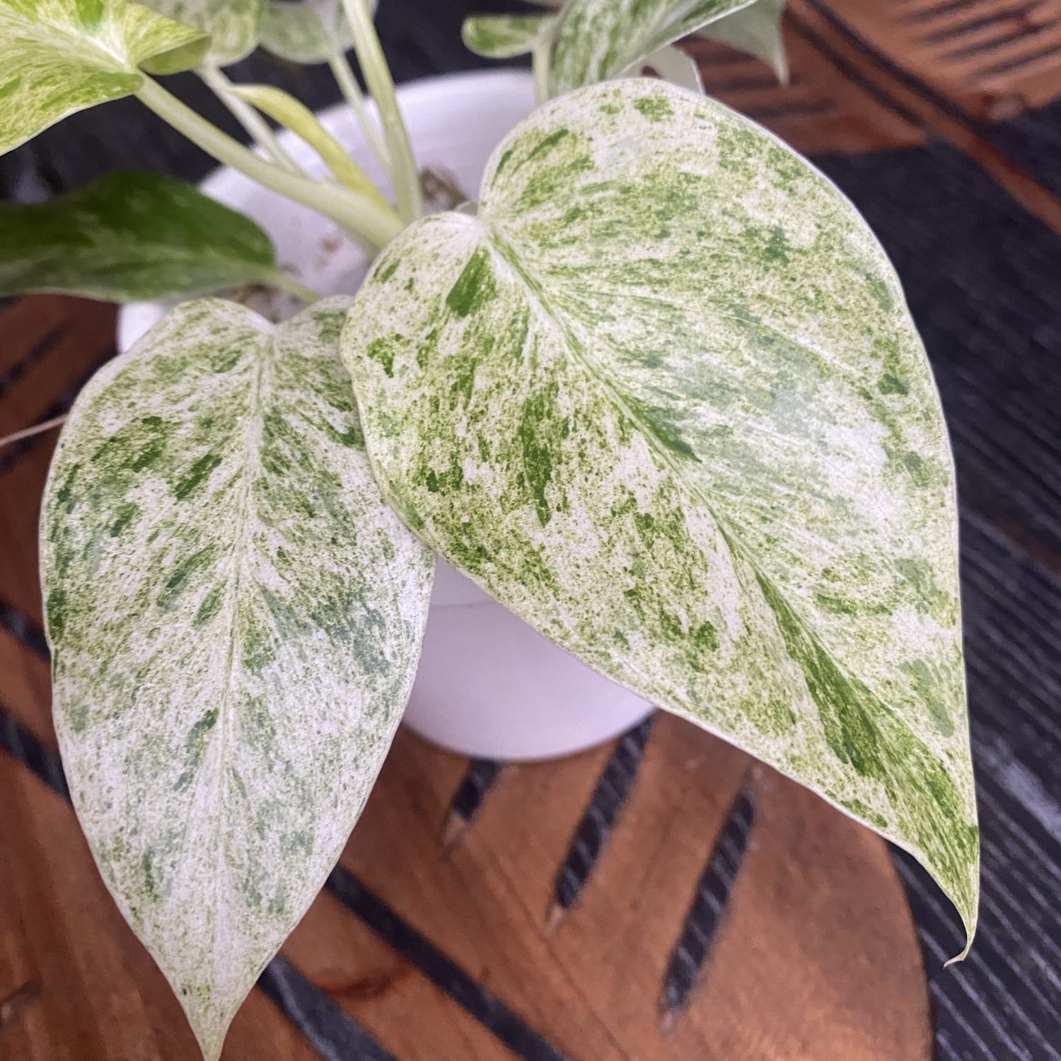 Philodendron giganteum (Variegat) Taiwan