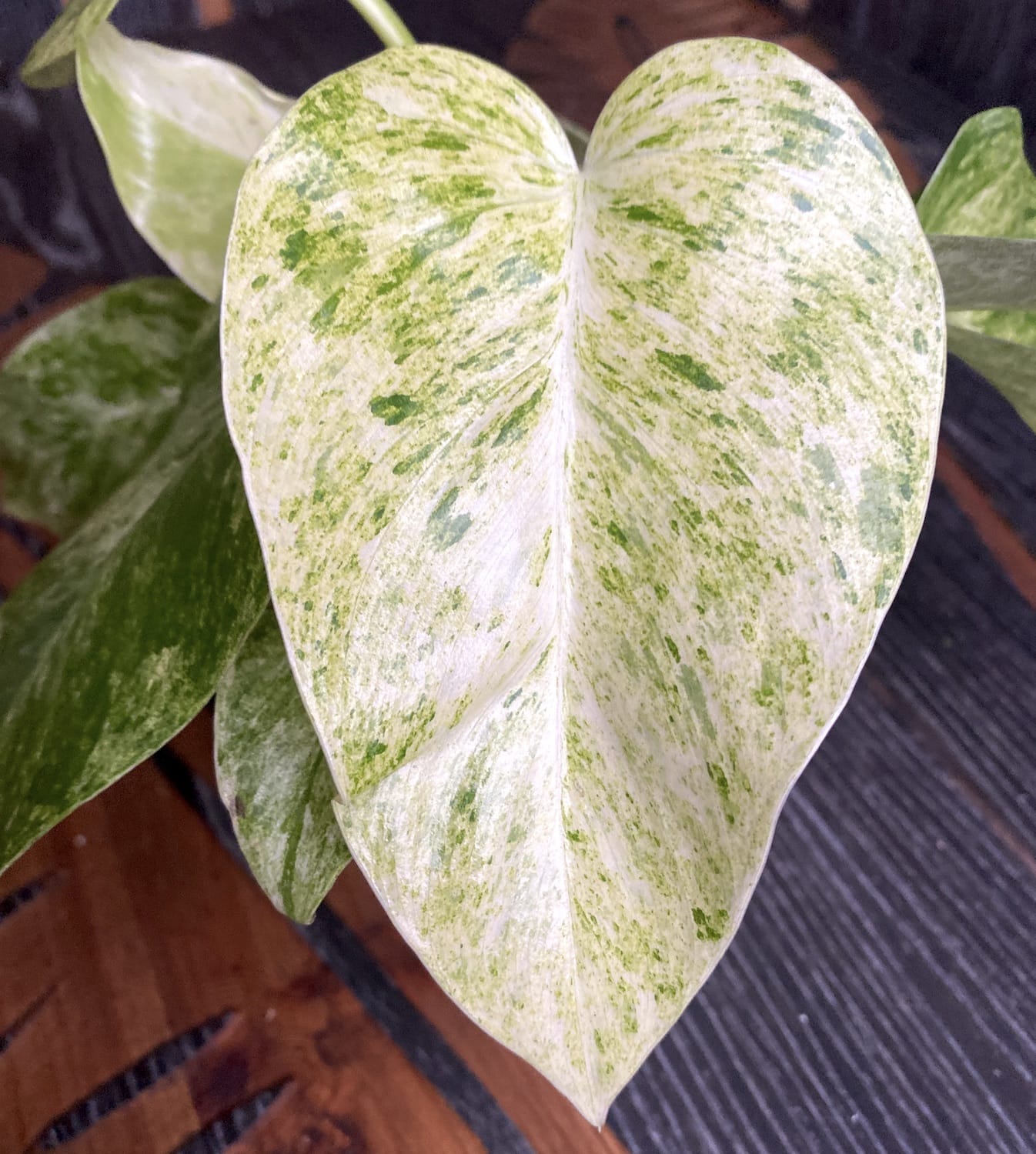 Philodendron giganteum (Variegat) Taiwan