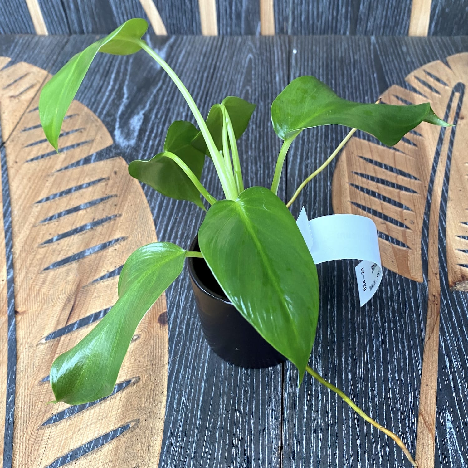 Philodendron giganteum *babyplant