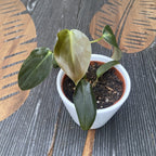 Philodendron gigas *babánövény