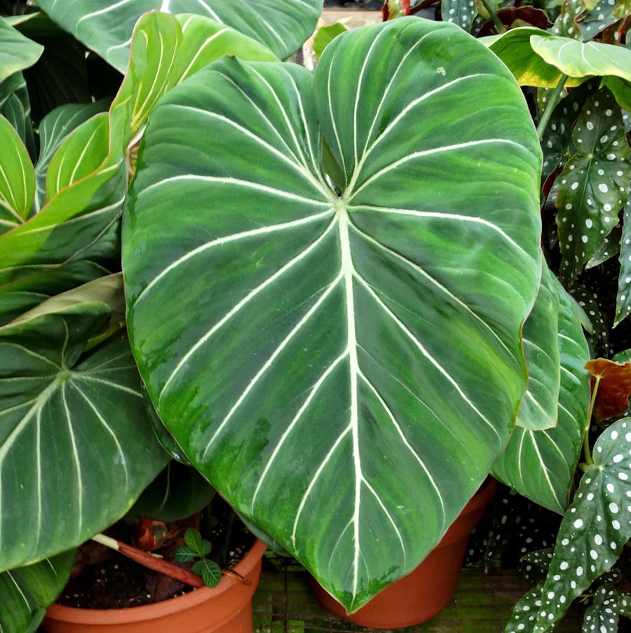 Philodendron gloriosum