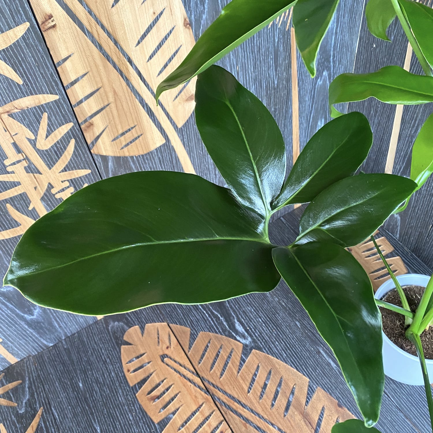 Philodendron goeldii 'Fun Bun' (Thaumatophyllum spruceanum)