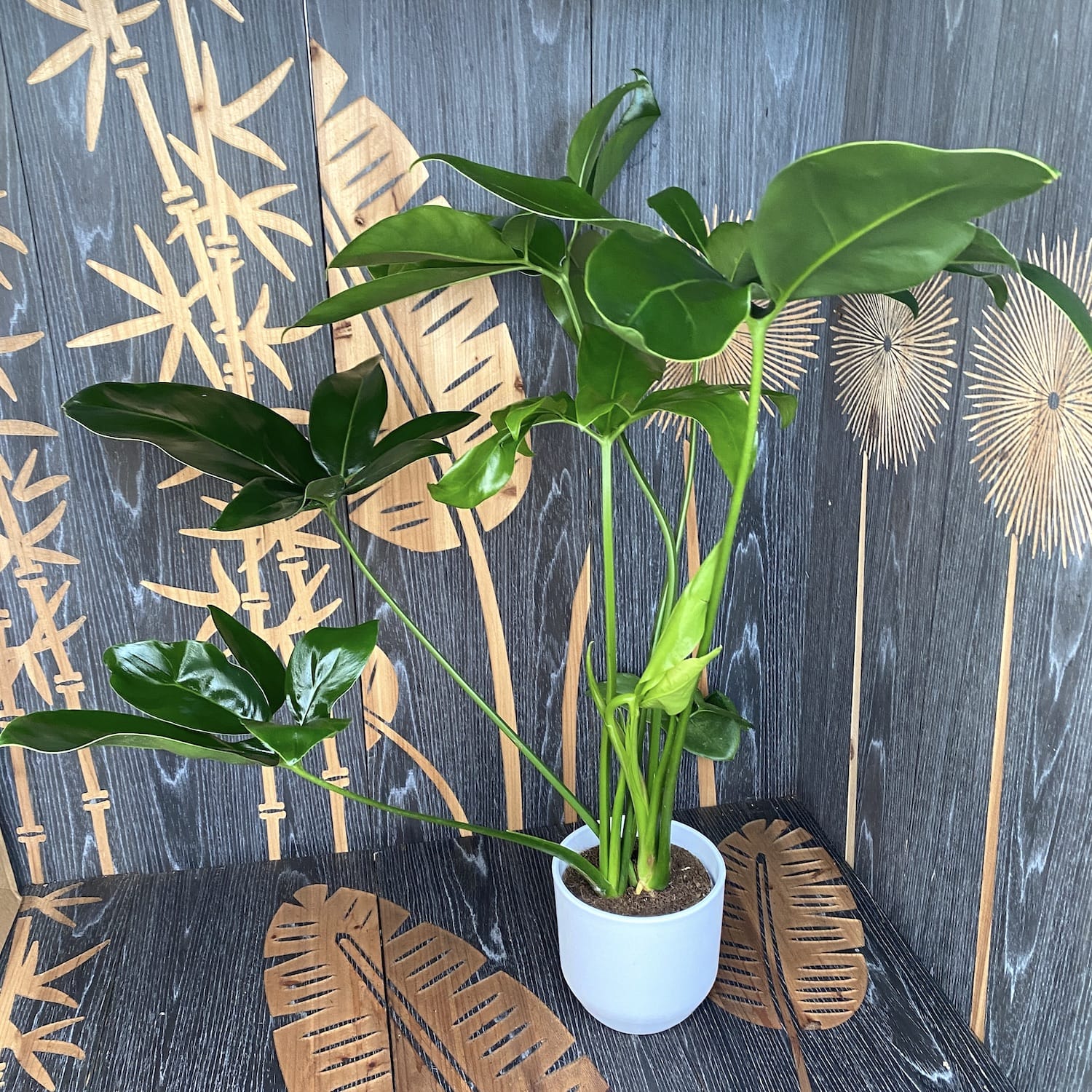 philodendron goeldii fun bun Philodendron goeldii 'Fun Bun' (Thaumatophyllum spruceanum) – Secret Garden Plant Shop