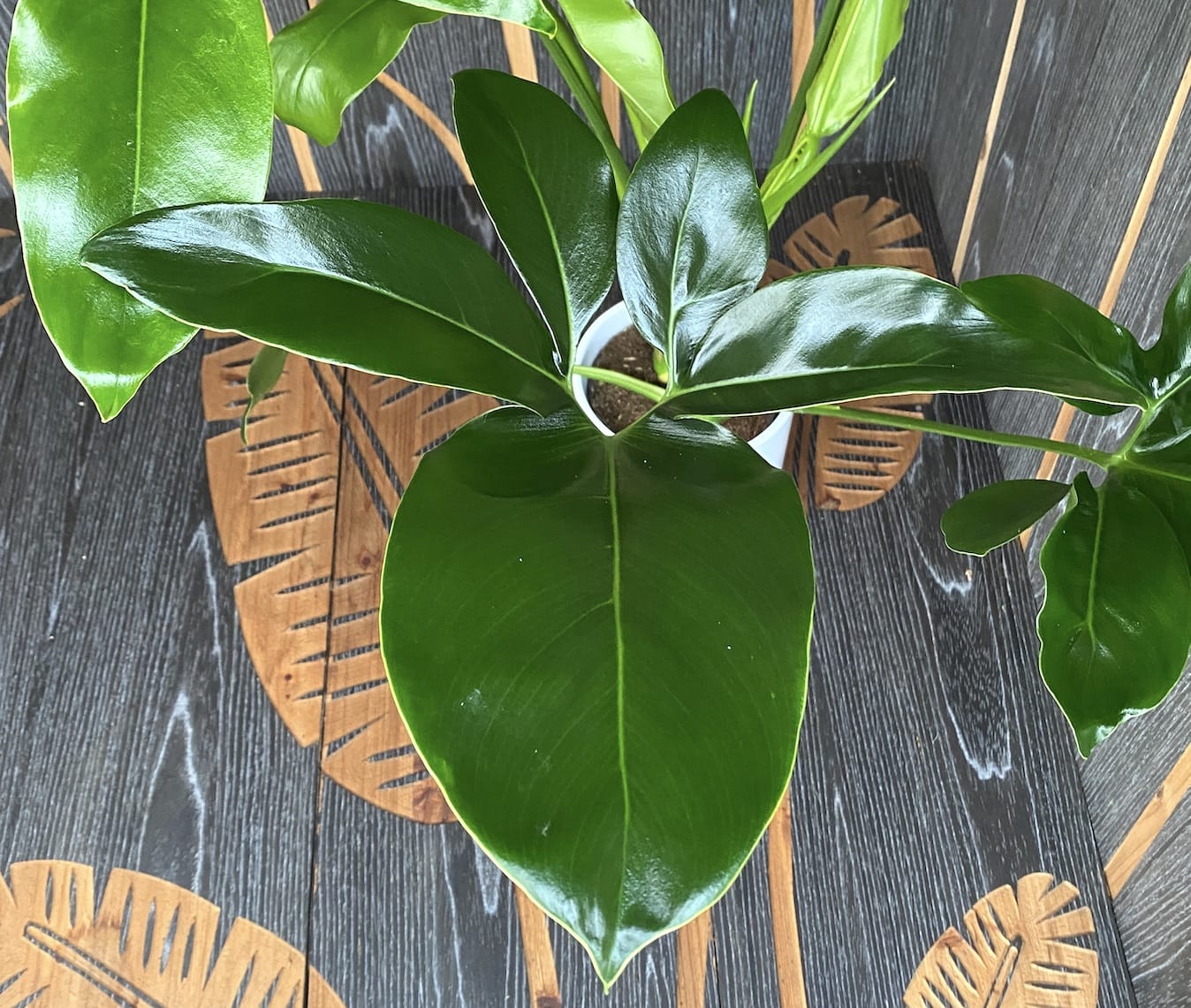 Philodendron goeldii 'Fun Bun' (Thaumatophyllum spruceanum)