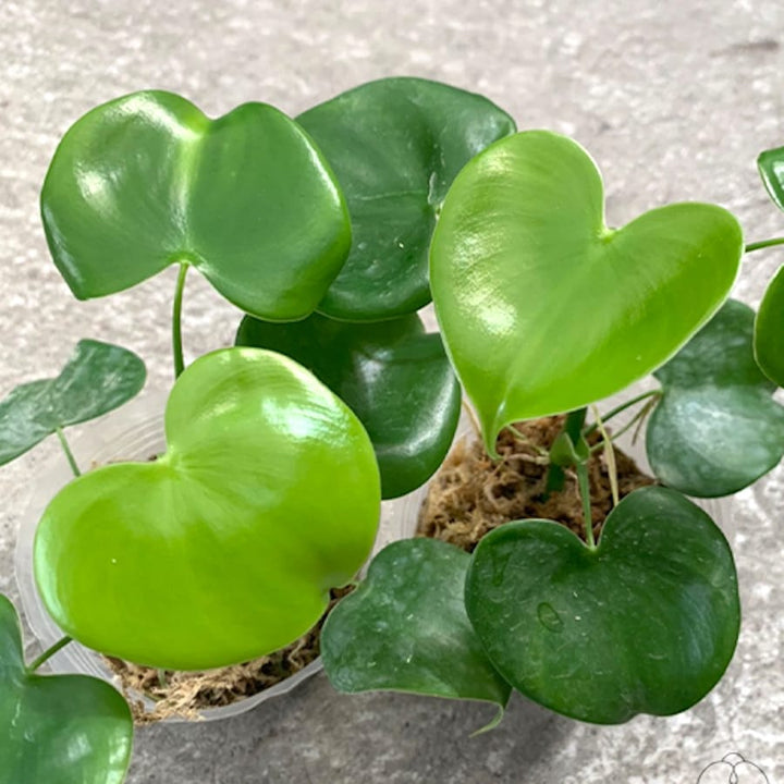 Philodendron grazielae