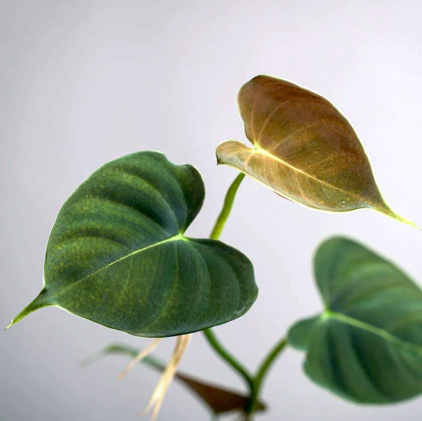 Philodendron lupinum - 5 plante/ghiveci