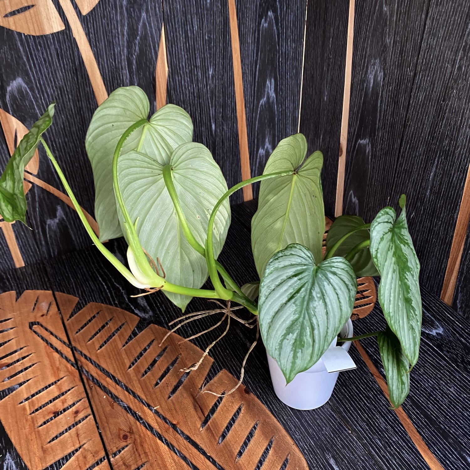 Philodendron mamei