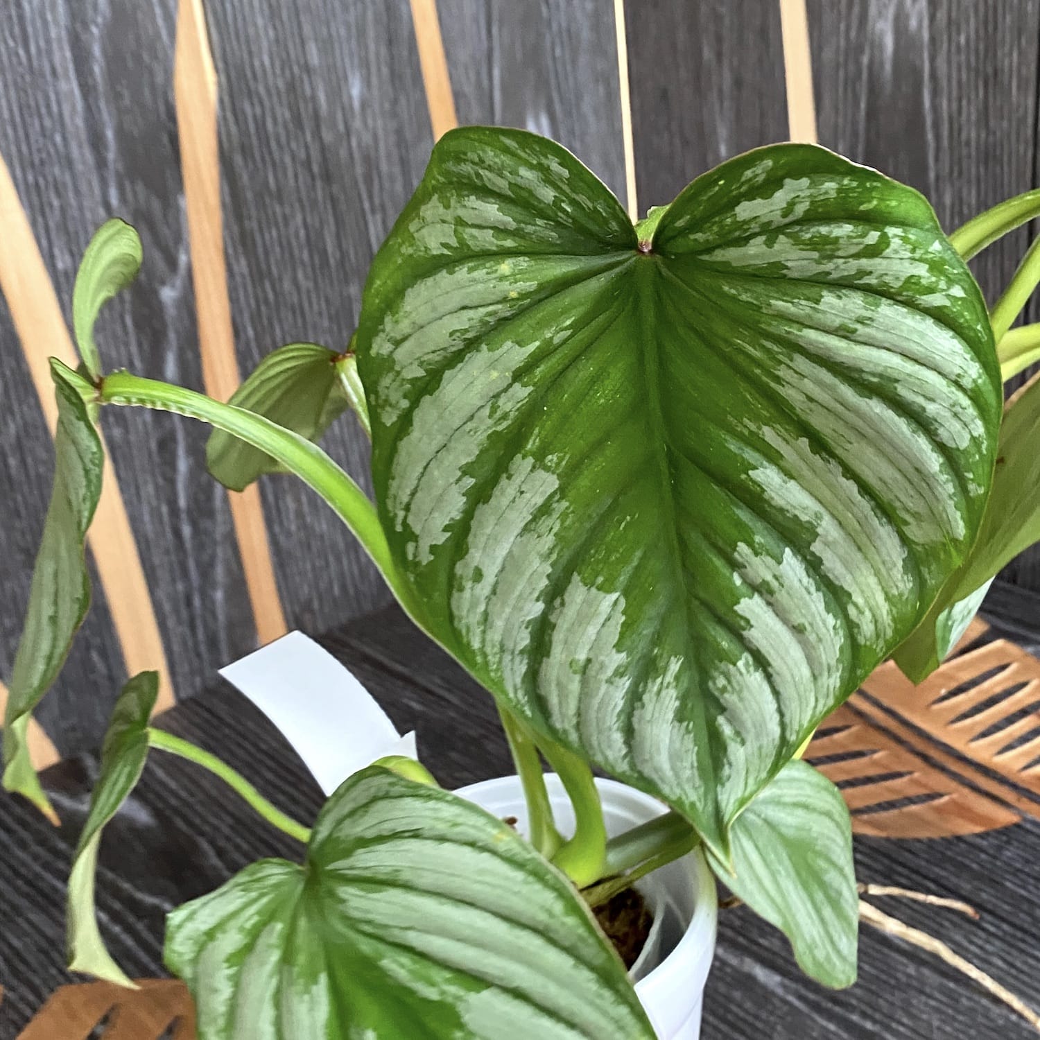 Philodendron mamei