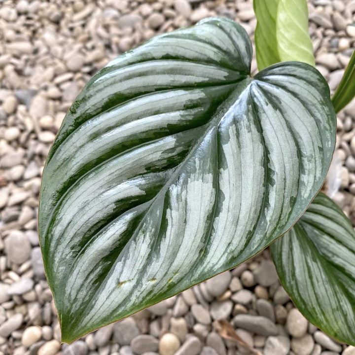 Philodendron mamei