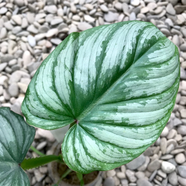 Philodendron mamei