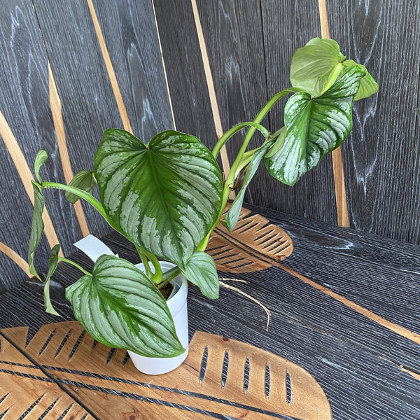 Philodendron der Mutter