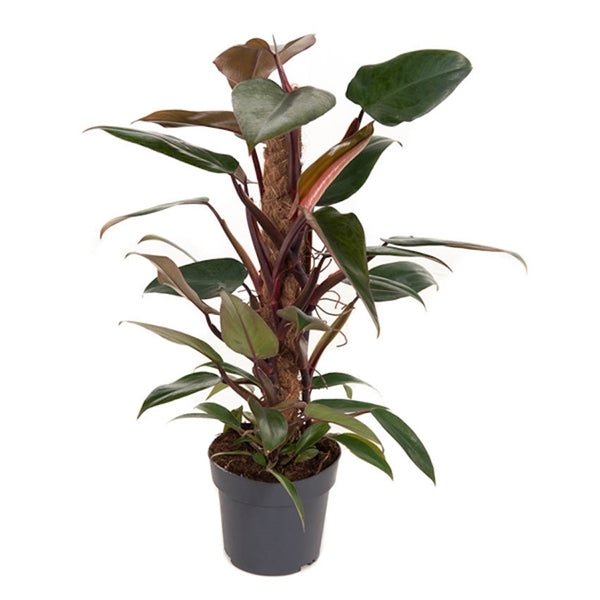 Philodendron mandaianum 3 plants/pot