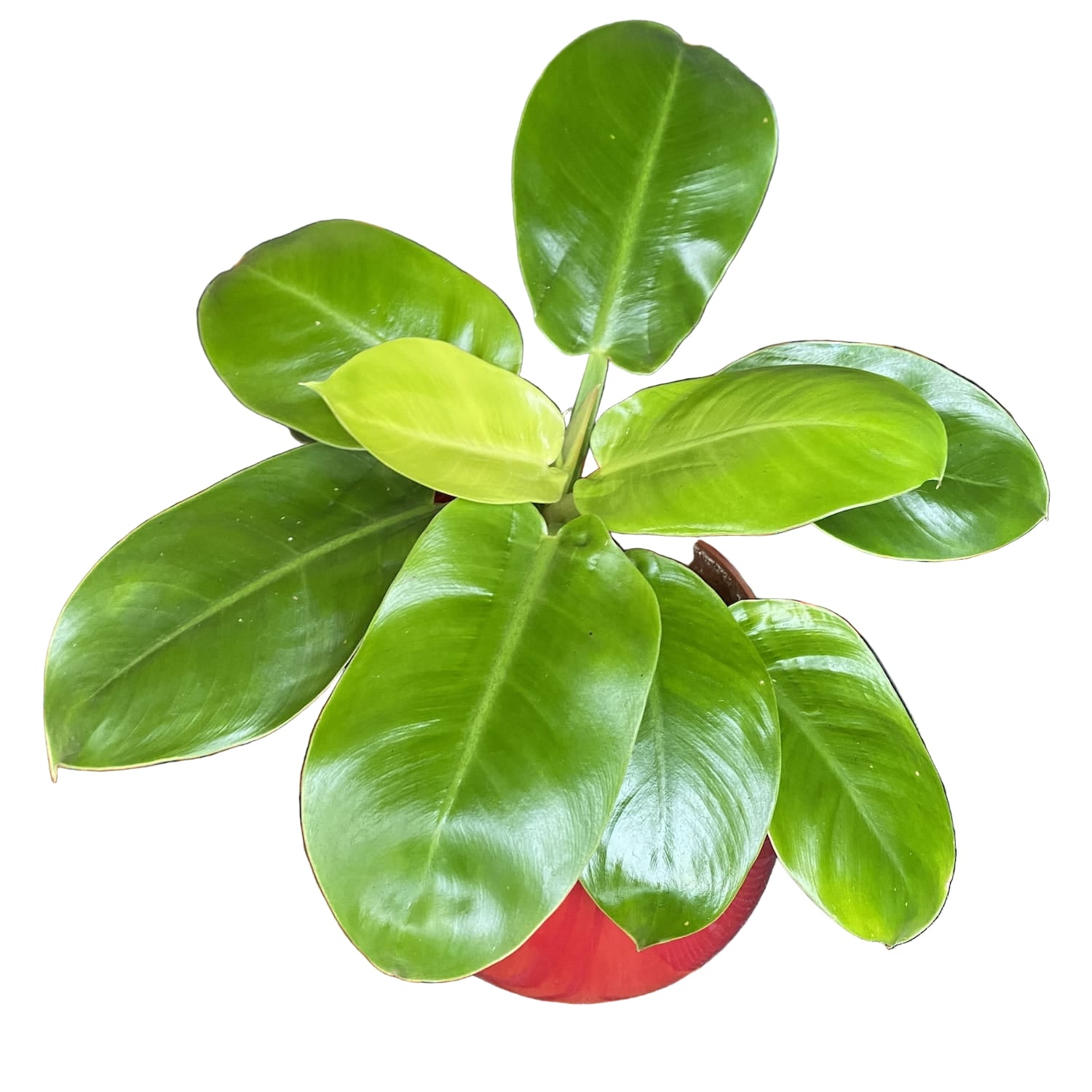 Philodendron moonlight