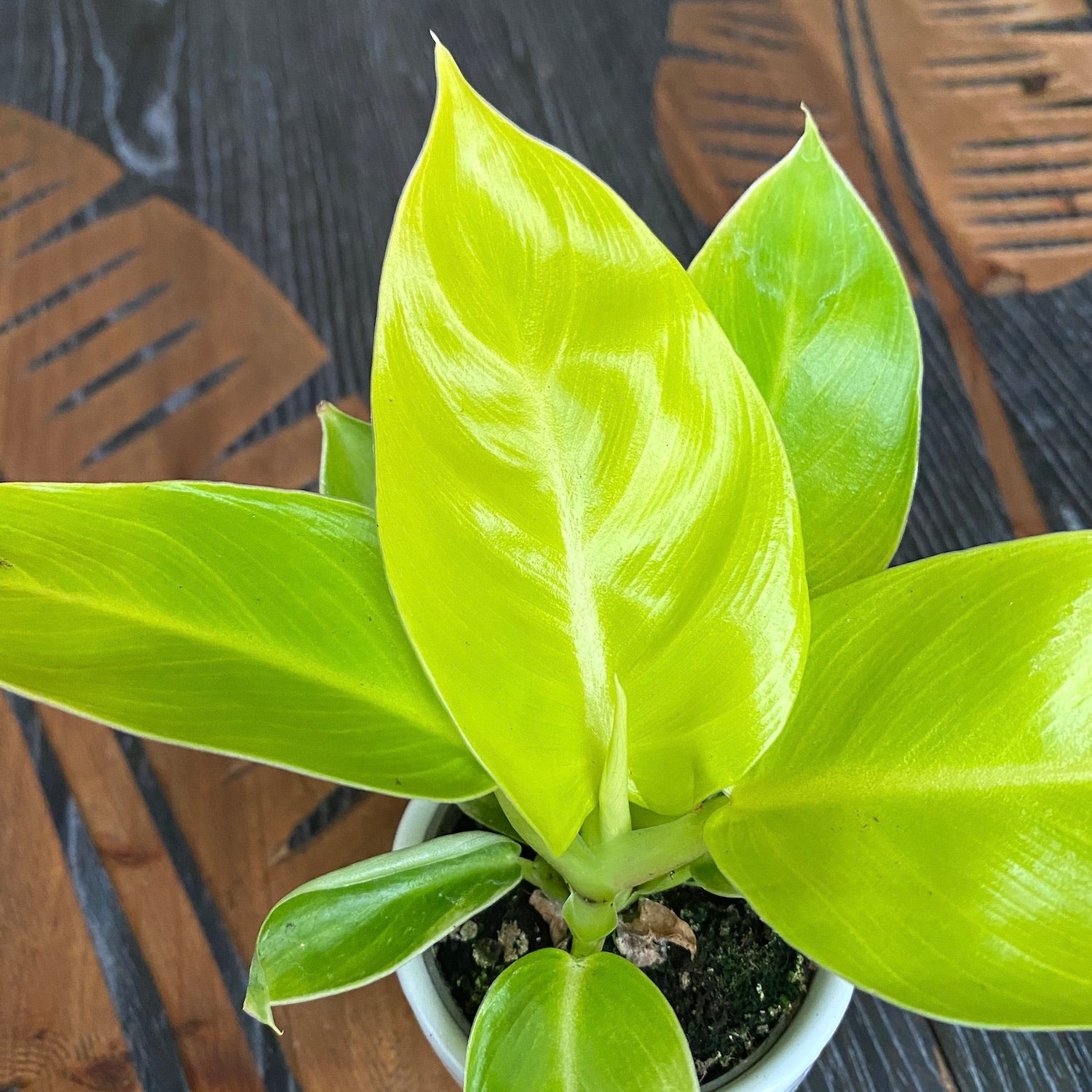 Philodendron Moonlight (Moonshine) *babyplant