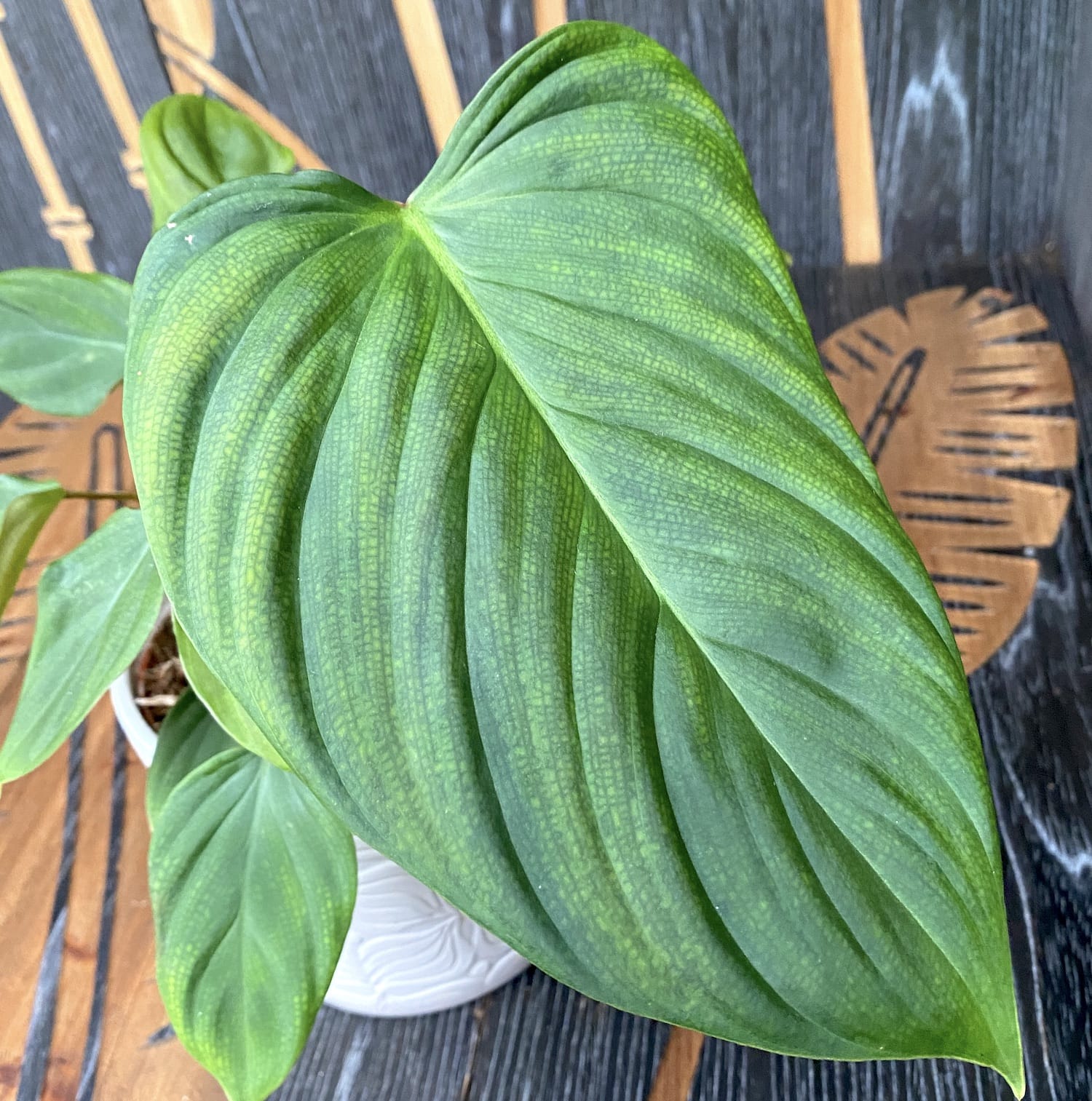 Philodendron nangaritense (Philodendron sp. Fuzzy Petiole) D15 - 2 plante/ghiveci