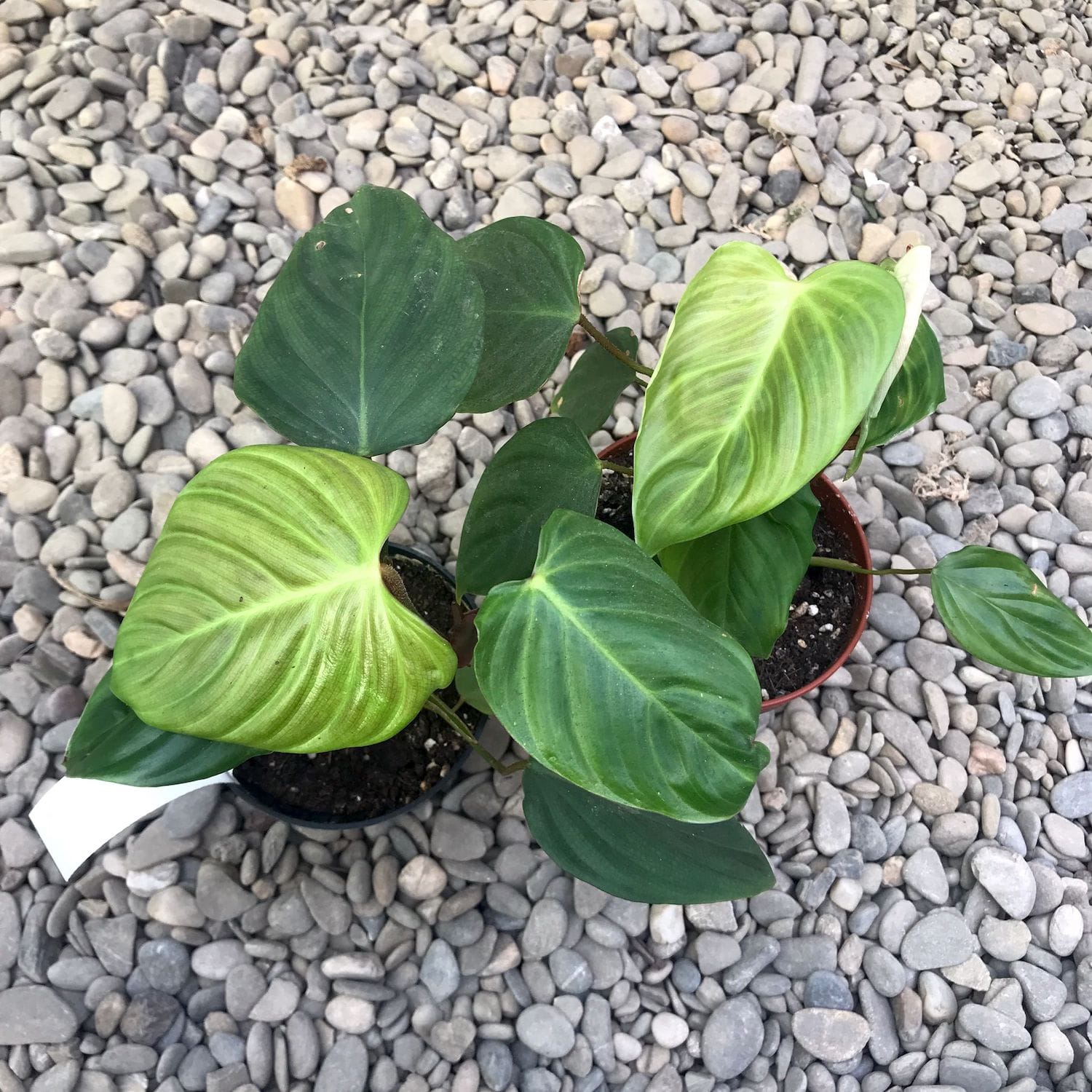 Philodendron nangaritense (Philodendron sp. Fuzzy Petiole)