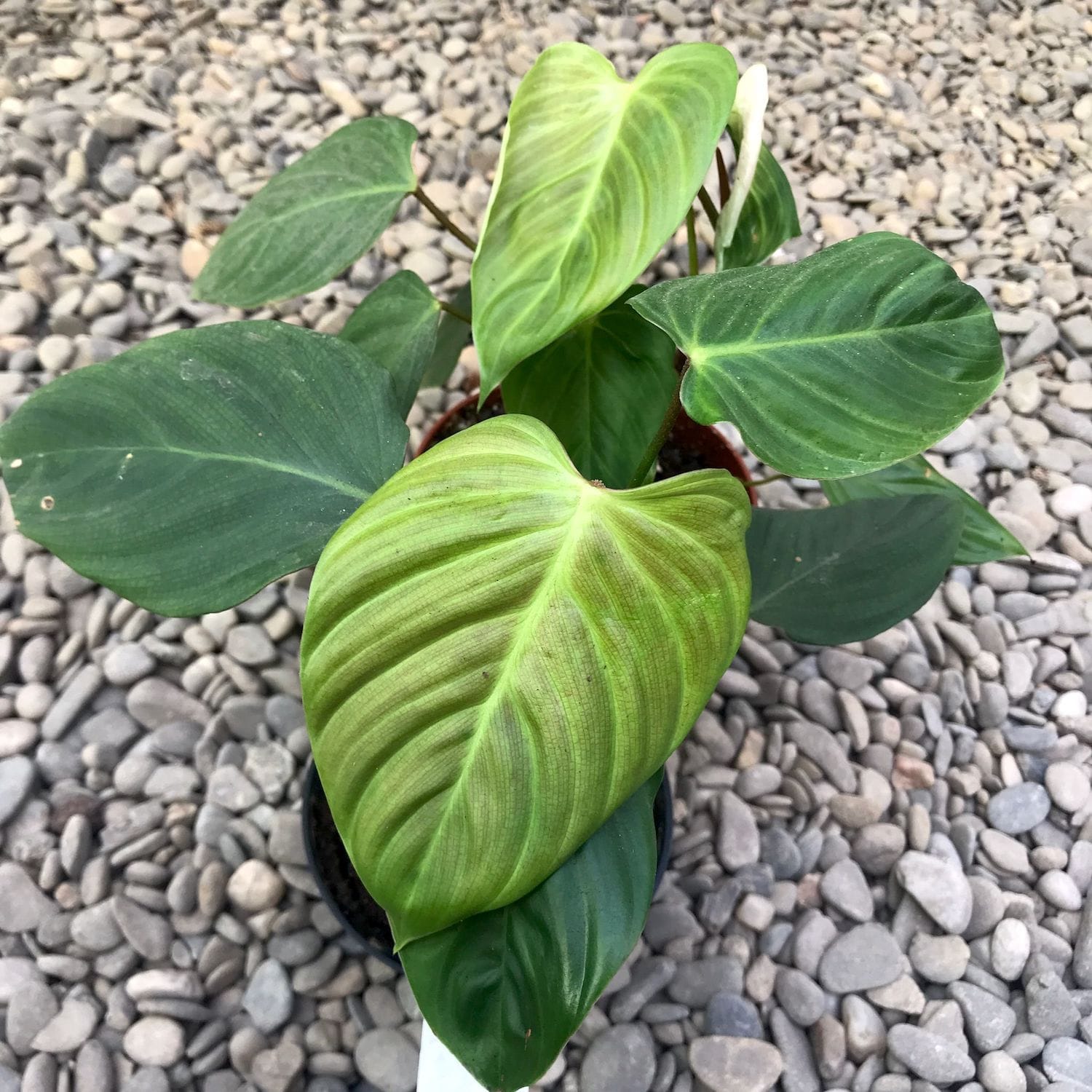 Philodendron nangaritense (Philodendron sp. Fuzzy Petiole)