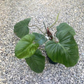 Philodendron nangaritense (Philodendron sp. Fuzzy Petiole)