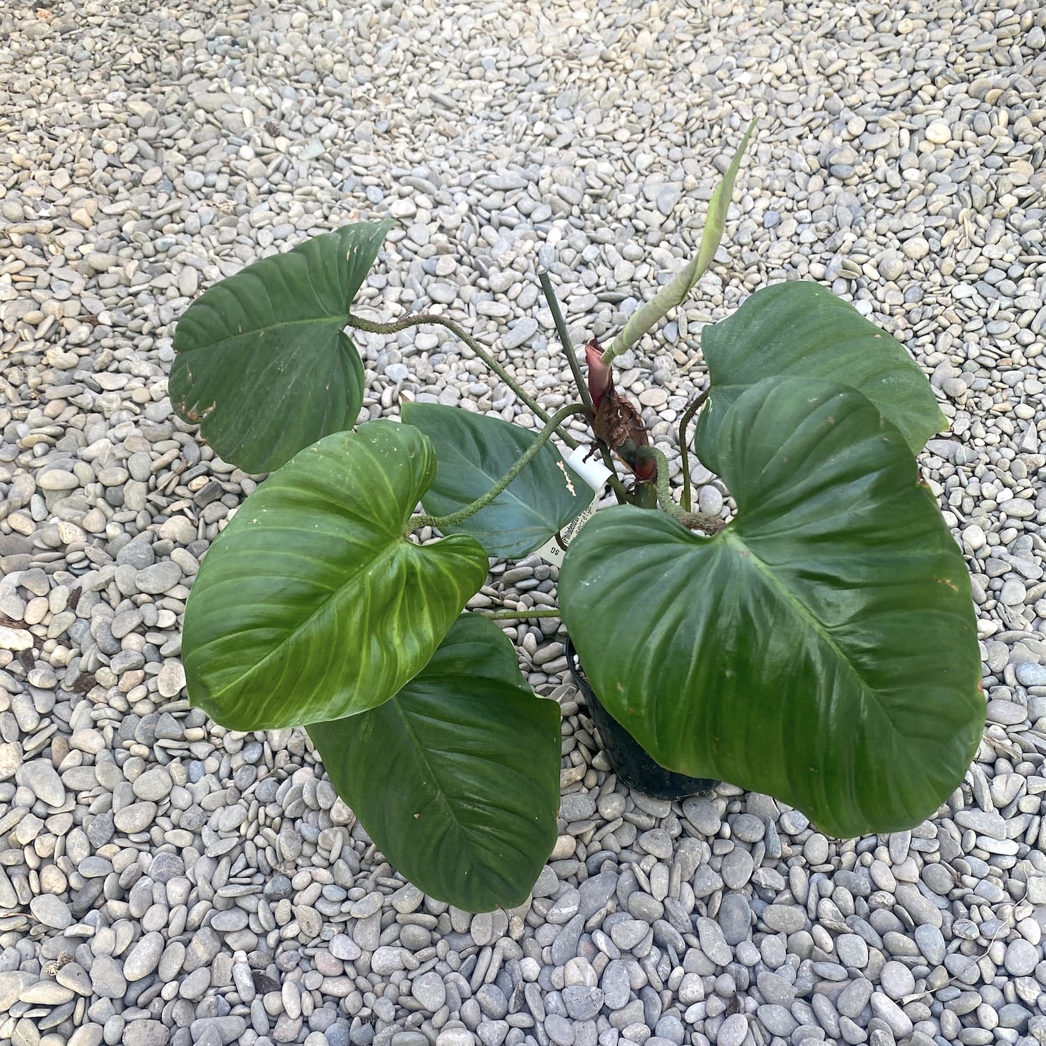 Philodendron nangaritense (Philodendron sp. Fuzzy Petiole)