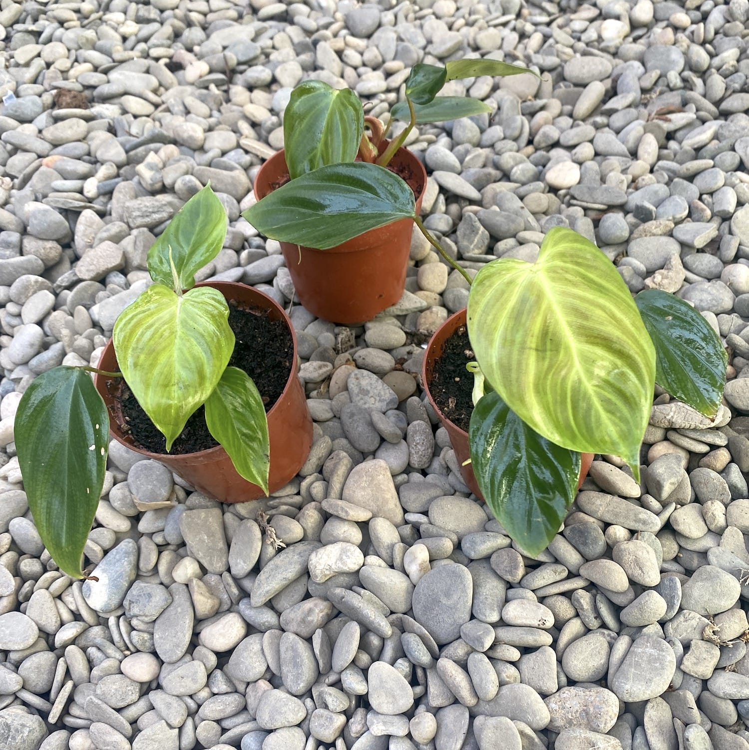 Philodendron nangaritense (Philodendron sp. Fuzzy Petiole)