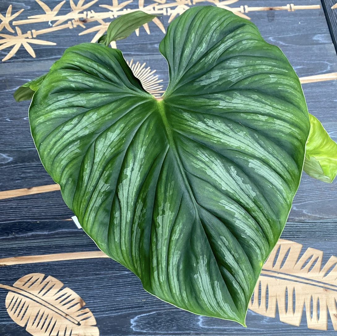 Philodendron plowmanii 'Silver'