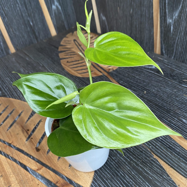 Philodendron scandens D8 3-4 Pflanzen/Topf