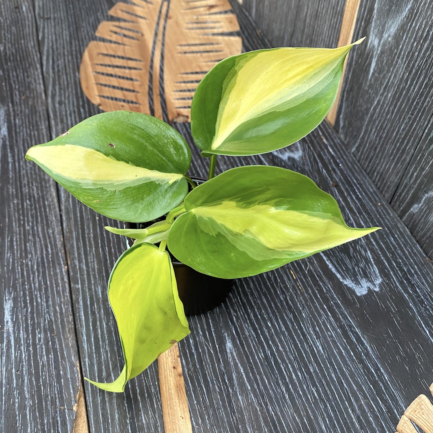 Philodendron scandens Brasil (babyplant)