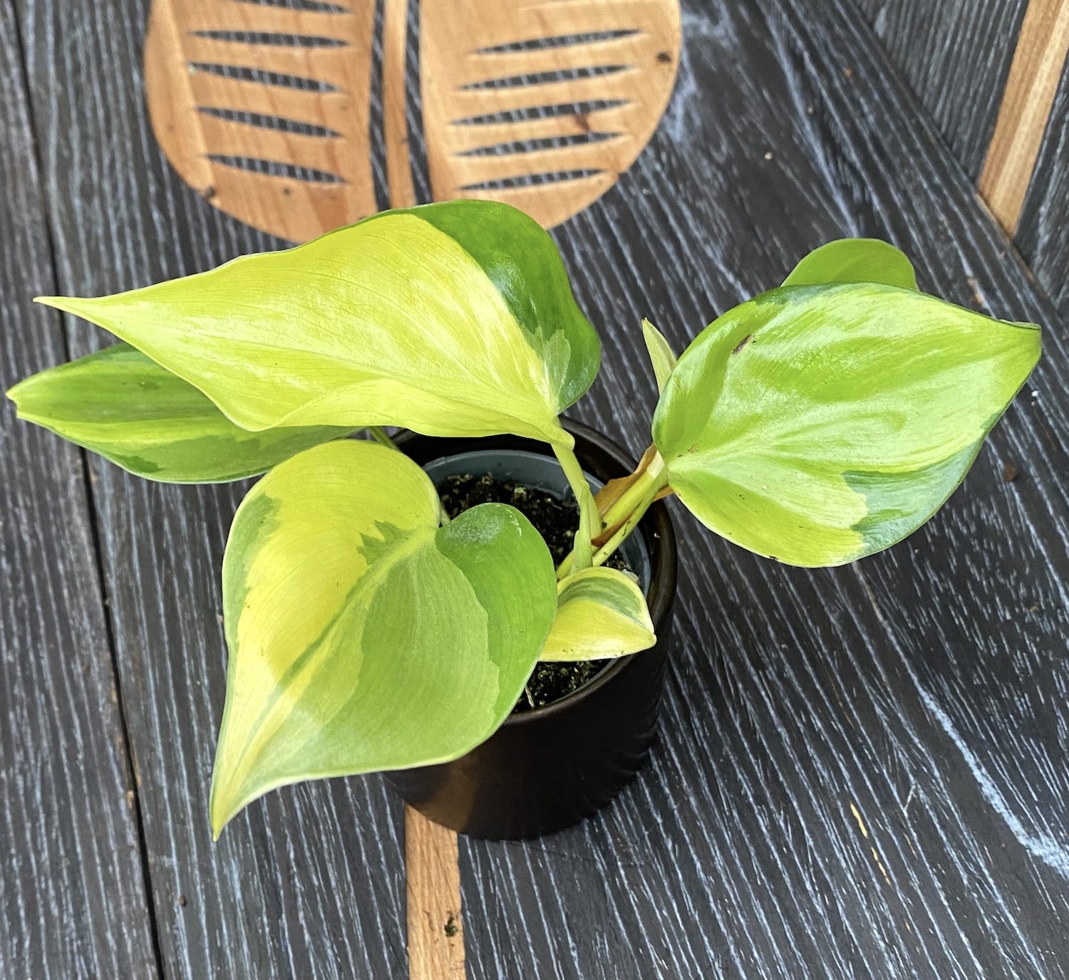 Philodendron scandens Brasil (babyplant)