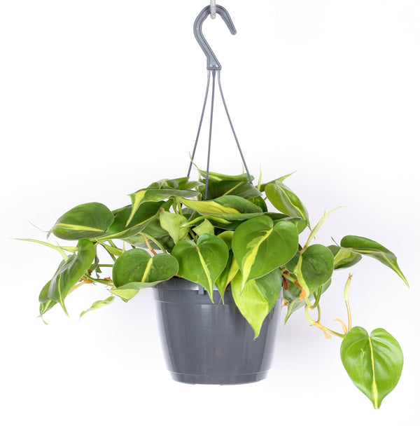 Philodendron scandens 'Brasil' - XL-Exemplare