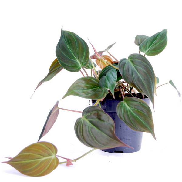 Philodendron scandens subsp. Mikaner