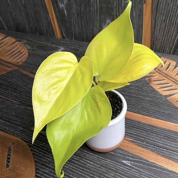 Philodendron scandens 'Micans Lime' *babyplant