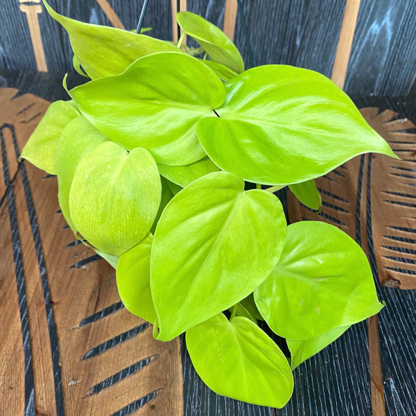 Philodendron scandens 'Micans Lime' (Philodendron Hederaceum Lemon Lime) D15