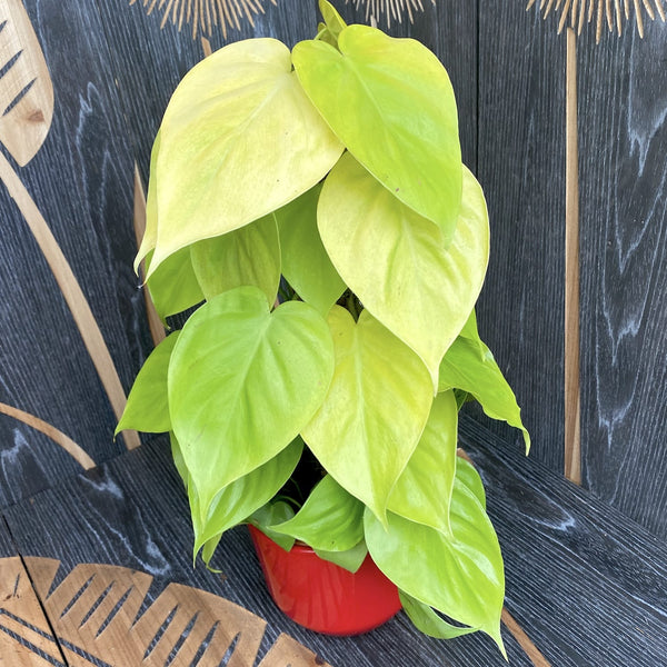 Philodendron scandens 'Micans Lime' (Philodendron Hederaceum Lemon Lime) - mosstok