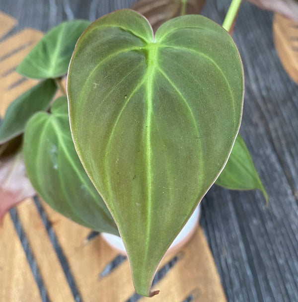 Philodendron scandens subsp. micans *babyplant