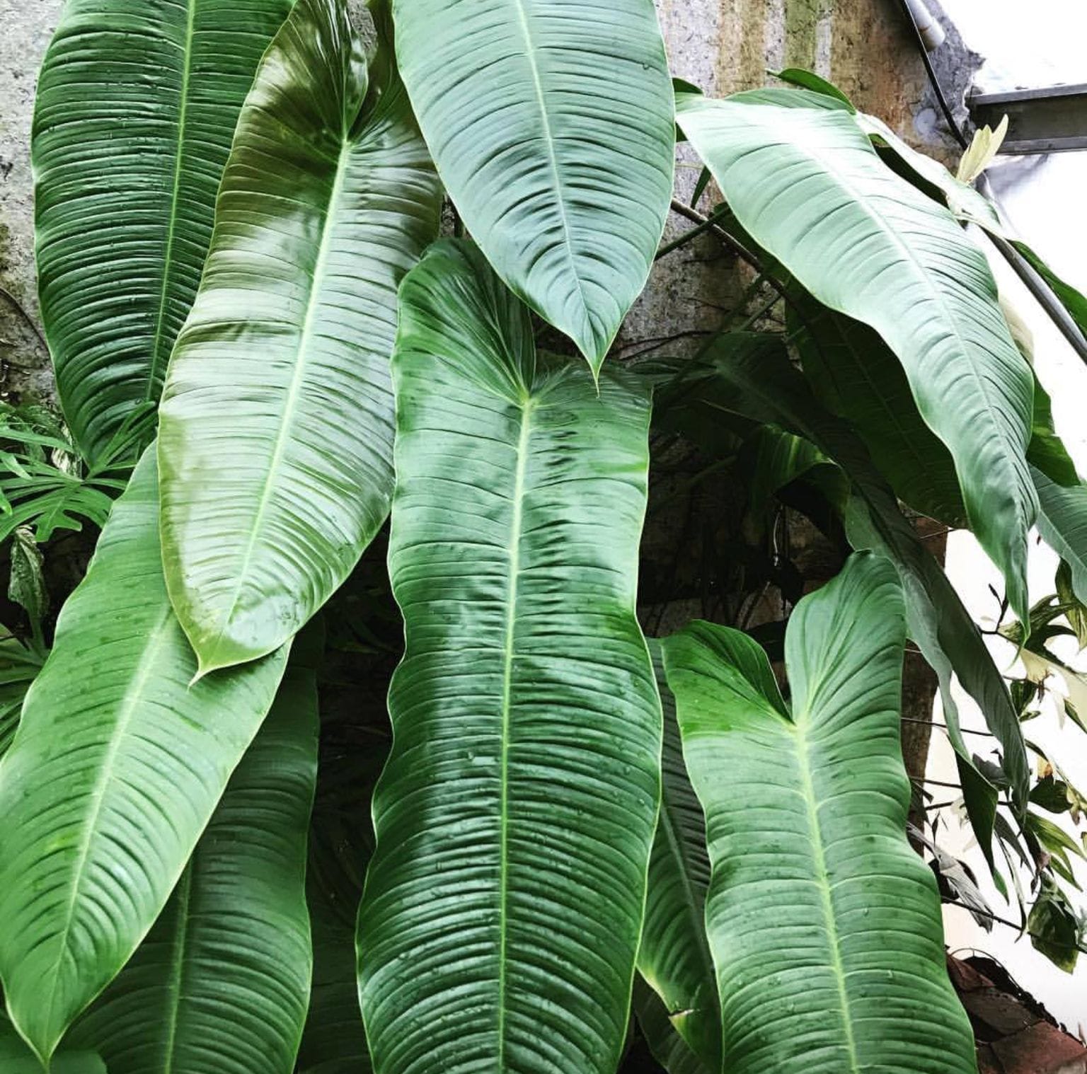 philodendron sharoniae san antonio Philodendron sharoniae – Secret Garden Plant Shop