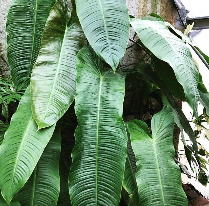 Philodendron sharoniae