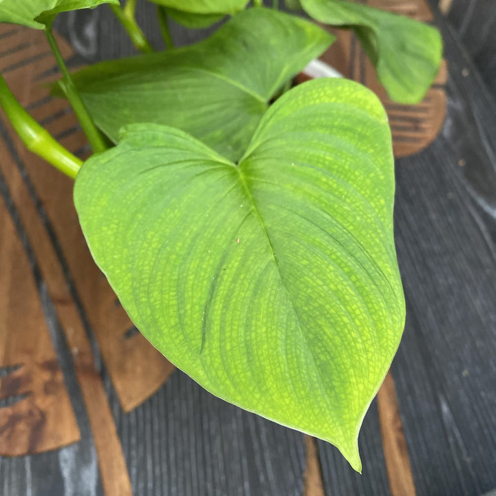 Philodendron fibraecataphyllum (Philodendron sp. Peru)