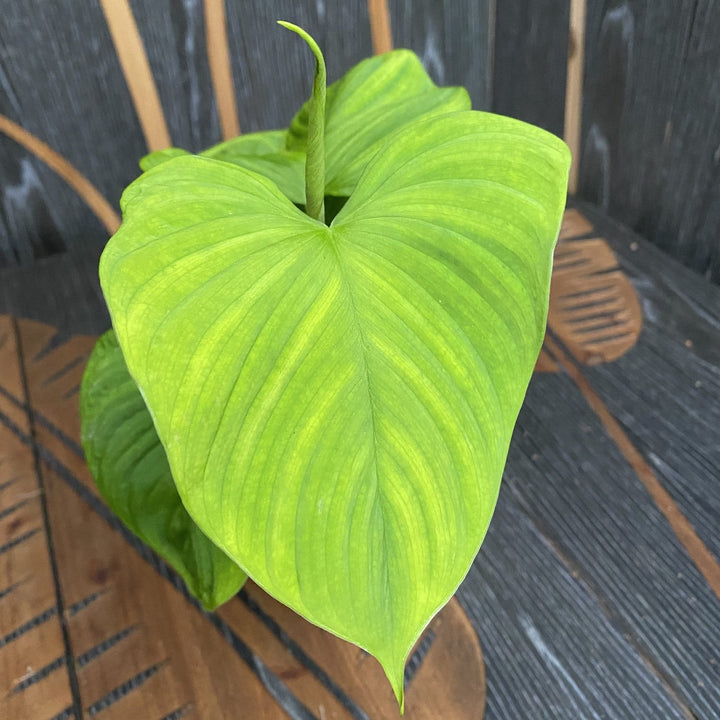 Philodendron fibraecataphyllum (Philodendron sp. Peru)