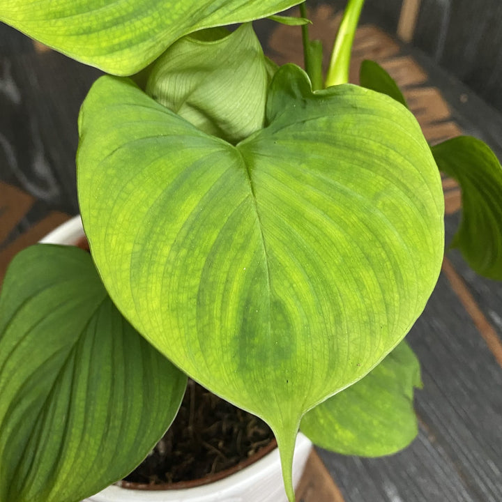 Philodendron fibraecataphyllum (Philodendron sp. Peru)