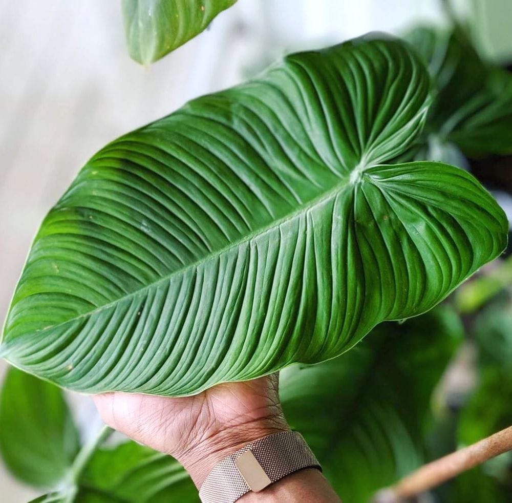 philodendron ecuadorense Philodendron tenue – Secret Garden Plant Shop